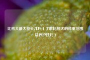 比熊犬最大能长几斤（了解比熊犬的体重范围及养护技巧）