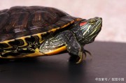 巴西龟吃什么东西啊,巴西龟吃什么东西最好