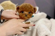 茶杯泰迪犬多少钱一只,一只茶杯泰迪犬要多少元最便宜