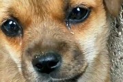 狗哭是怎么回事科学解释,梦见狗狗哭是怎么回事