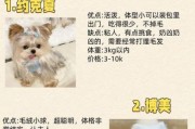 哪种小型犬便宜好养？这十大便宜好养的小型犬！