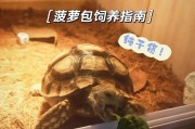 苏卡达陆龟饲养常见问题的解决指南(满足苏卡达陆龟对日光浴和栖息地的特殊需求)