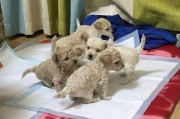 泰迪比熊串串图片 幼犬(泰迪比熊串串图片 杂交)