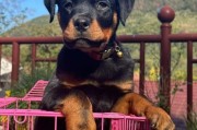 罗威纳犬图片,罗威纳在哪