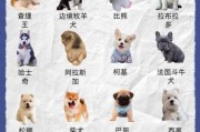 新手铲屎官必看：养什么狗最省心省力？