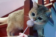 猫能吃糖吗有什么坏处,猫猫可以吃糖果吗