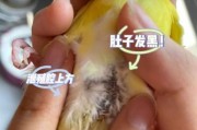 鹦鹉鱼变黑了怎么办,鹦鹉鱼变黑了怎么处理