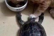 猫吃乌龟粮有事吗,宠物猫吃乌龟吗