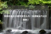狗狗拉血大小便失禁怎么办（快速解决方法大揭秘）
