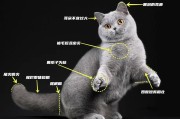 英短蓝猫和蓝猫,带你认识两种猫咪的本质差异