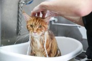 小猫几个月可以洗澡,幼猫多大可以洗澡吗