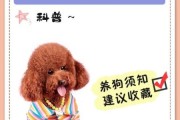 幼猫可以吃蛋黄吗熟的,泰迪幼犬可以吃蛋黄吗