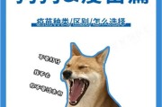 狗狗必须打疫苗吗？看完这篇文章你就明白