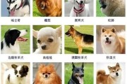 宠物狗大全图片种类,宠物狗大全种类