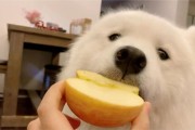 小狗能吃苹果吗幼犬,小狗能吃苹果吗四个月