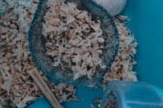 仓鼠咬笼子是在磨牙吗(为什么仓鼠咬笼子)