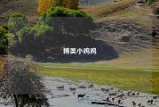 博美小鸡鸡