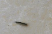 钢毛虫吃什么(钢毛虫吃海葵吗)