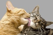 猫和你一起睡代表什么,猫和你对视