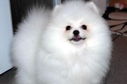 狐狸狗是什么品种 博美,狐狸脸的狗是什么品种