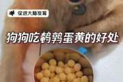 小狗能吃生鸡蛋吗1-3个月,狗能吃鸡蛋黄吗