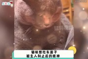 猫猫能吃樱桃么,小猫能吃樱桃么