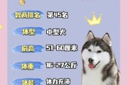 哈士奇性格特点和脾气,哈士奇性格特点优缺点