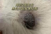 猫癣长什么样子图片 传染,猫癣长什么样子怎么判断