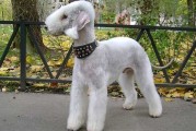 贝林登梗图片(贝林登梗犬多少钱)