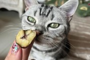 猫可以吃板栗吗生的,猫可以吃板栗吗熟的