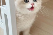 什么猫体型小又好养,最小的猫咪品种