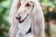 阿富汗犬贵不贵,阿富汗犬价格一般多少