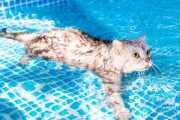 猫怕水吗,猫会不会游泳的图片