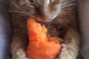 猫可以吃胡萝卜吗蒸熟的,猫可以吃胡萝卜吗,熟的还是生的