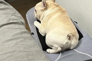 法斗犬价格大揭秘(法斗犬的价格影响因素)