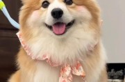 柯基犬频繁咬自己的衣服？可能是这些原因导致的！