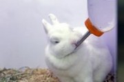 兔子怎么喝水的,兔子怎么喝水没买水瓶
