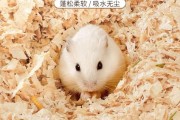 仓鼠木屑多久换一次,仓鼠木屑怎么自制