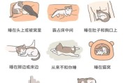 猫咪得了猫瘟自救方法(得了猫瘟的猫睡觉姿势)