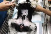 狗狗犯春的表现,公犬有必要做绝育吗
