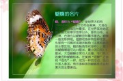 揭秘蝴蝶的秘密,探寻蝴蝶色彩斑斓的奥秘