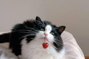 猫咪可以吃桃子吗小猫眼里看得见的颜色,猫咪可以吃桃子吗的短视频