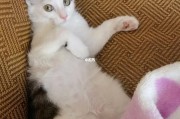 小猫到家一直叫是为什么,小猫到家一直叫怎么办
