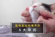 猫咪呼噜噜的声音代表什么,猫咪呼噜声很大是怎么回事