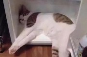 猫咪会热死吗温度,猫会不会热死34度