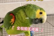 虎皮鹦鹉会说话吗百度百科,普通虎皮鹦鹉会说话吗