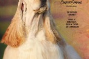 美国可卡犬的起源和培育史,美国可卡犬在犬展上的辉煌