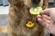 小狗能吃猕猴桃吗有毒吗,小狗可以吃猕猴桃干么