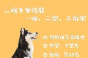 哈士奇寿命多长时间,哈士奇寿命大概是多少年