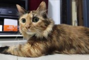 玳瑁猫多少钱一只